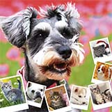 pretty_pet