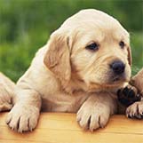 saddle_stitch_pet